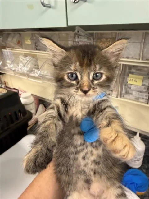 A baby medium-sized female Domestic Short Hair cat named Lois for adoption in Woodland, CA