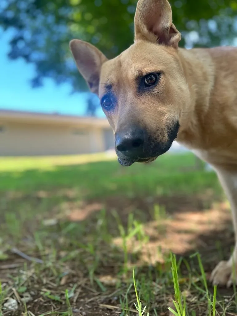 A young medium-sized male Great Dane dog named Jiles for adoption in Athens, AL