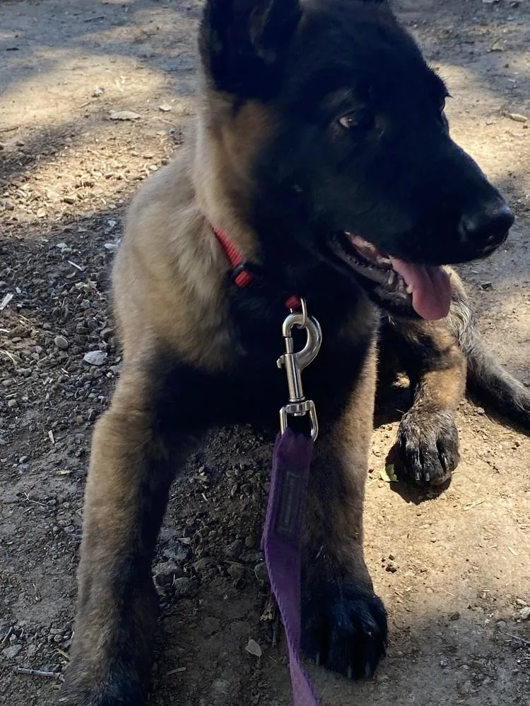 A baby small-sized female Tricolor (Brown, Black, & White) Belgian Shepherd / Malinois dog named Zora located in AZ for adoption in Imlay City, MI