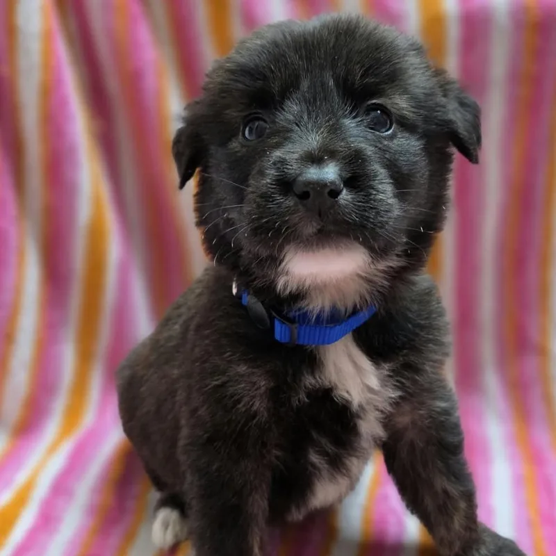 A baby medium-sized male Black Australian Shepherd dog named Cumin for adoption in Olathe, KS