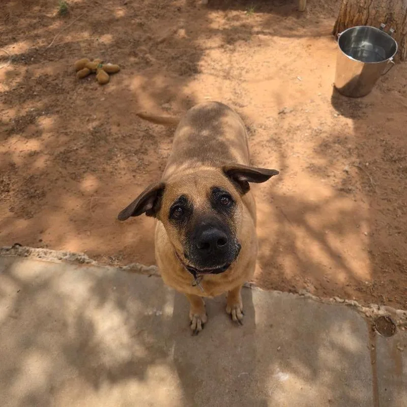 A senior medium-sized female German Shepherd Dog dog named Milan for adoption in Midland, TX