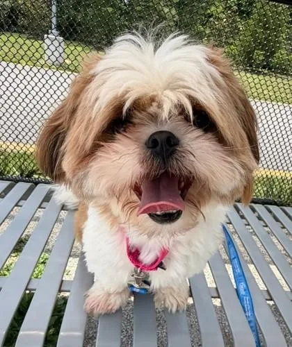 An adult small-sized male Mixed Breed dog named Pancake for adoption in Fairfax, VA