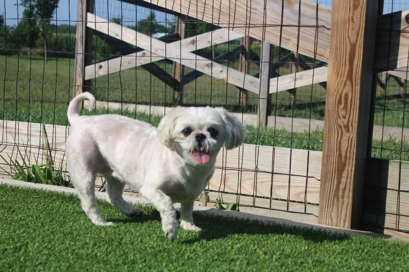 A senior small-sized female White / Cream Shih Tzu dog named Sadie for adoption in Chestertown, MD