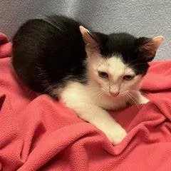 A baby medium-sized female Black Domestic Short Hair cat named Mack Truck for adoption in Green Valley, AZ