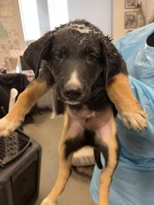 A baby small-sized male Husky dog named Mullet for adoption in Fresno, CA