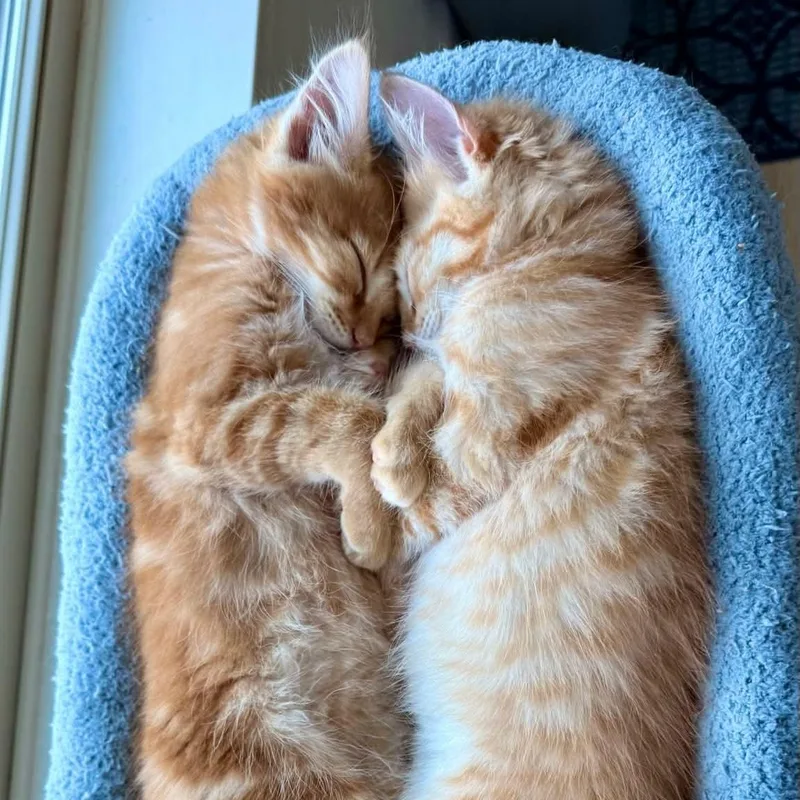 A baby small-sized male Tabby (Orange / Red) Tabby cat named Clementine & Milo for adoption in Gladstone, OR