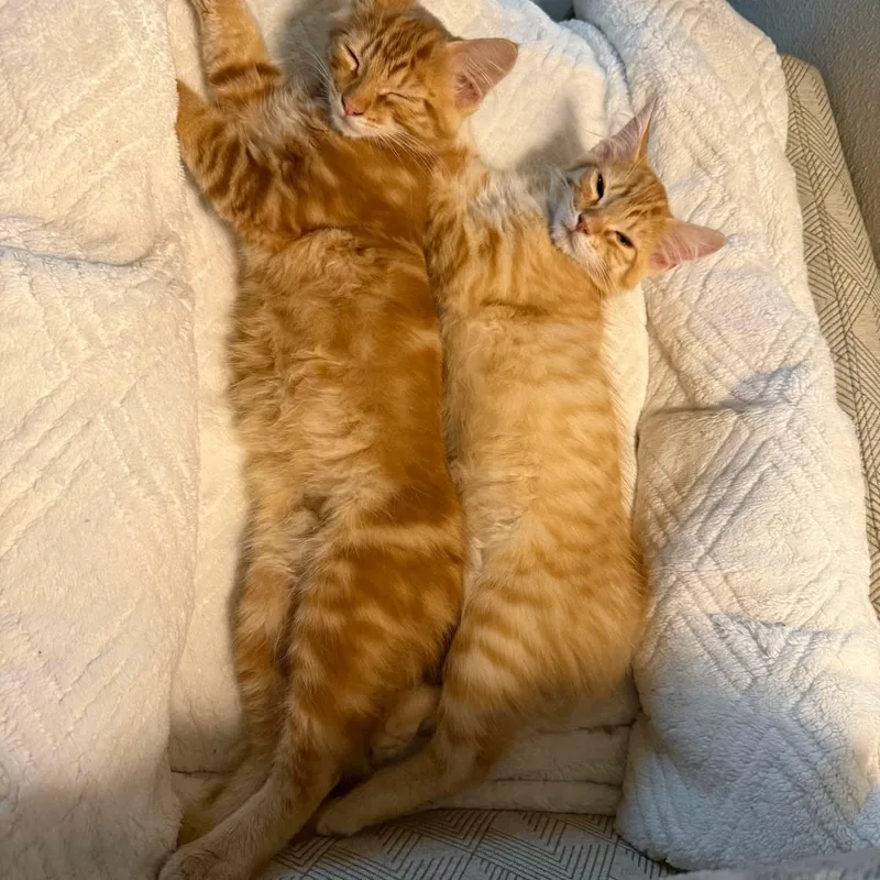 Clementine & Milo thumbnail 3