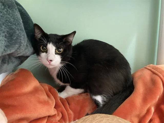 A young small-sized male Domestic Short Hair cat named Sesame for adoption in Tustin, CA