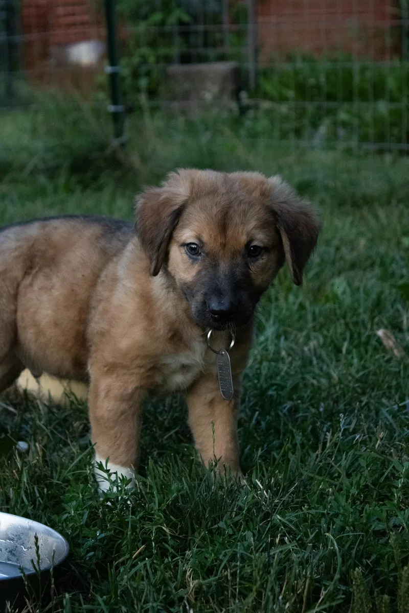 A baby medium-sized male Yellow / Tan / Blond / Fawn Mixed Breed dog named Serrano for adoption in Dayton, OH