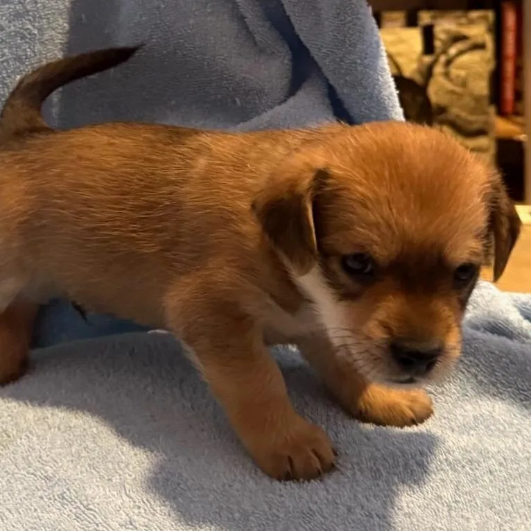 A baby small-sized male Yorkshire Terrier dog named Tiramisu for adoption in Coachella, CA
