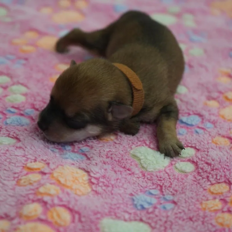 Tiramisu thumbnail 2