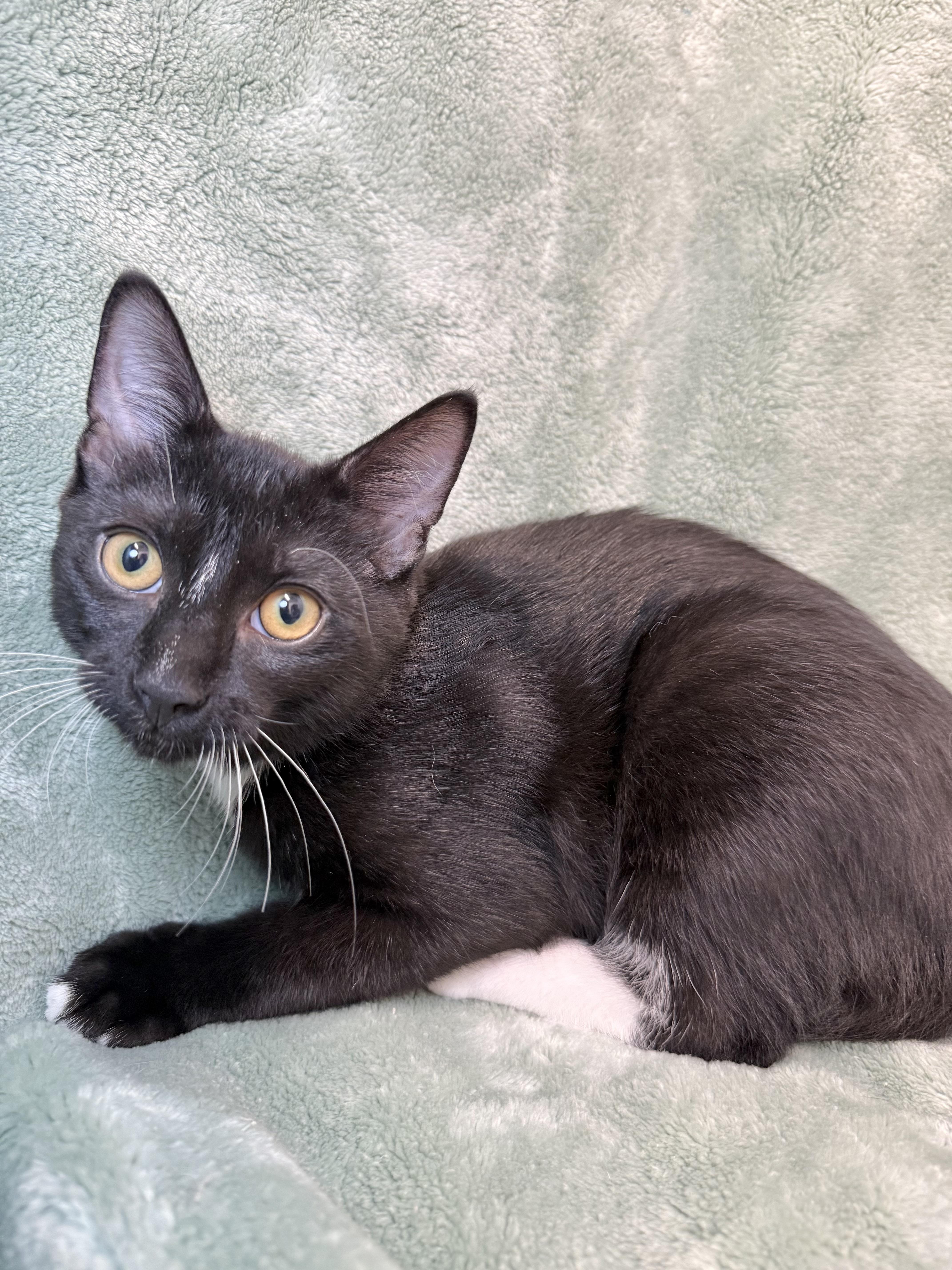 A baby medium-sized male Black & White / Tuxedo Domestic Short Hair cat named Sylvester for adoption in Greensboro, NC