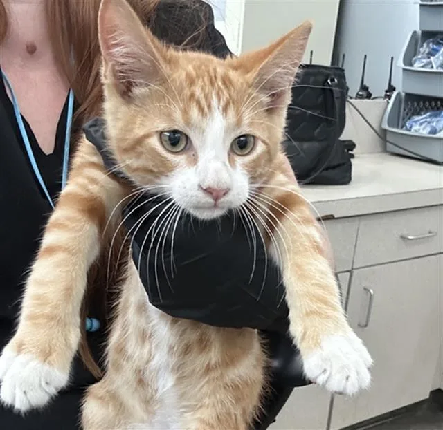 A baby medium-sized male Domestic Short Hair cat named Sol for adoption in Dallas, TX