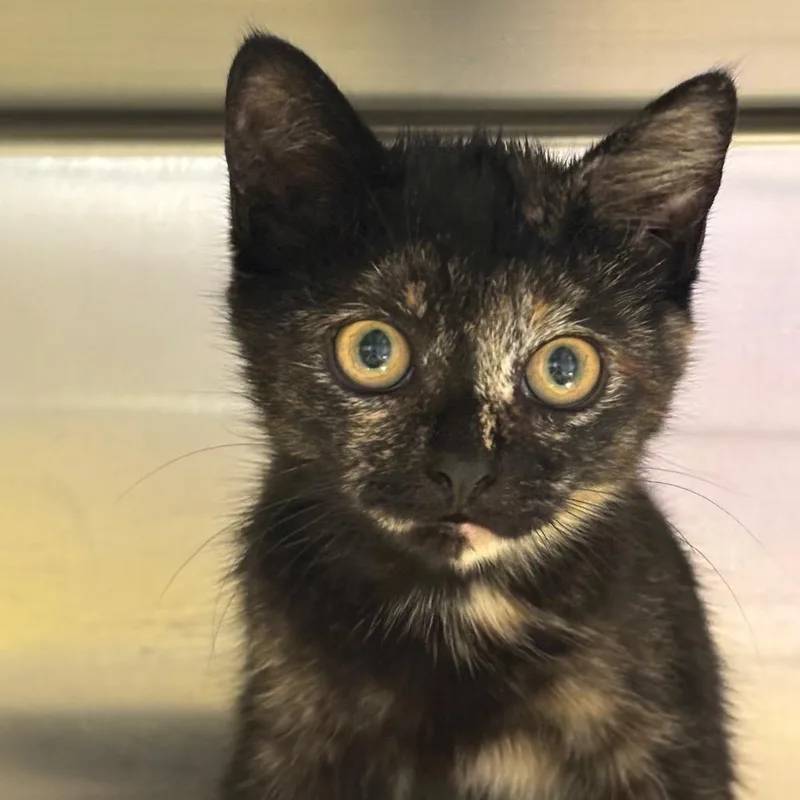 A baby small-sized female Black Domestic Short Hair cat named Peaches for adoption in Newark, NJ