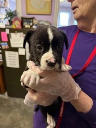 A baby small-sized male Mixed Breed dog named Tuff for adoption in West Chester, PA