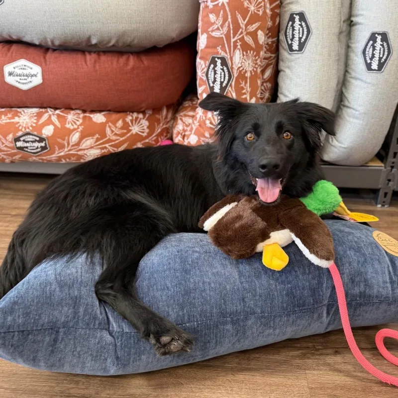 An adult medium-sized female Black Collie dog named Molly for adoption in Daphne, AL