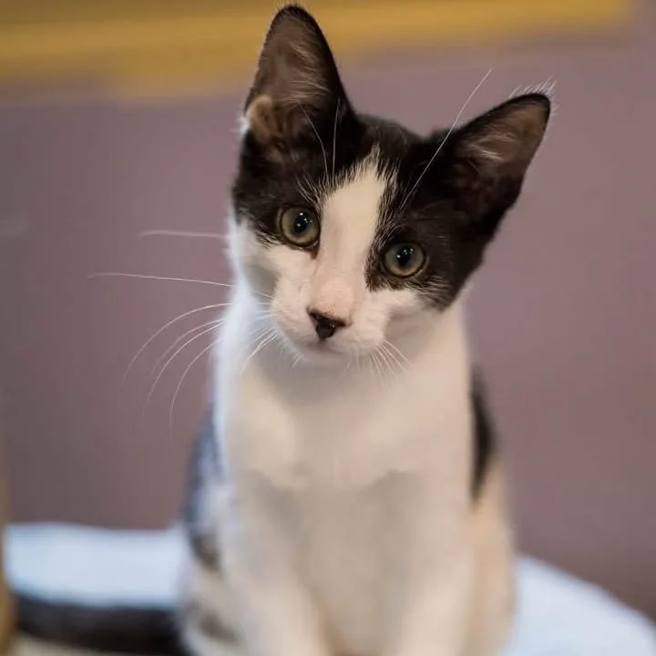 A baby medium-sized male Black & White / Tuxedo Domestic Short Hair cat named Orion for adoption in Schnecksville, PA