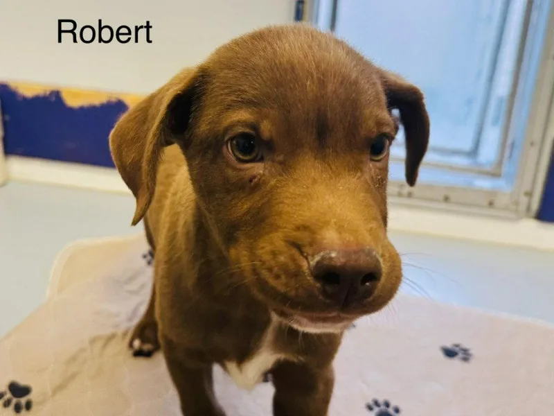 A baby medium-sized male Labrador Retriever dog named Robert for adoption in Saint George, UT