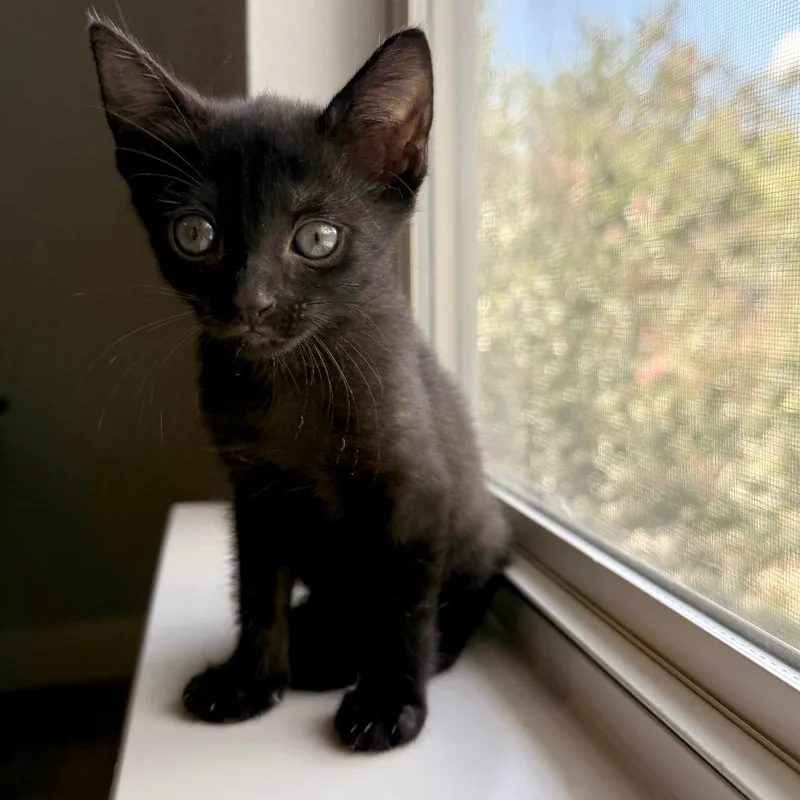 A baby small-sized female Black Domestic Short Hair cat named June for adoption in Austin, TX