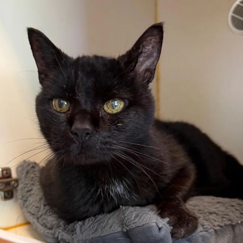 A senior medium-sized male Black Domestic Short Hair cat named Oscar for adoption in Concord, NH