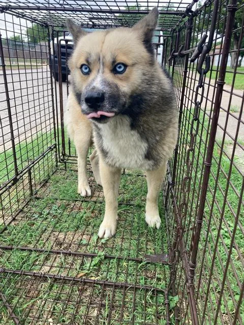 An adult medium-sized male Husky dog named Marion for adoption in Dallas, TX