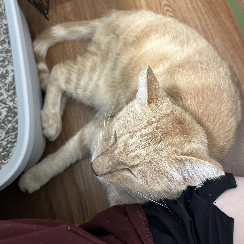 Sammy O