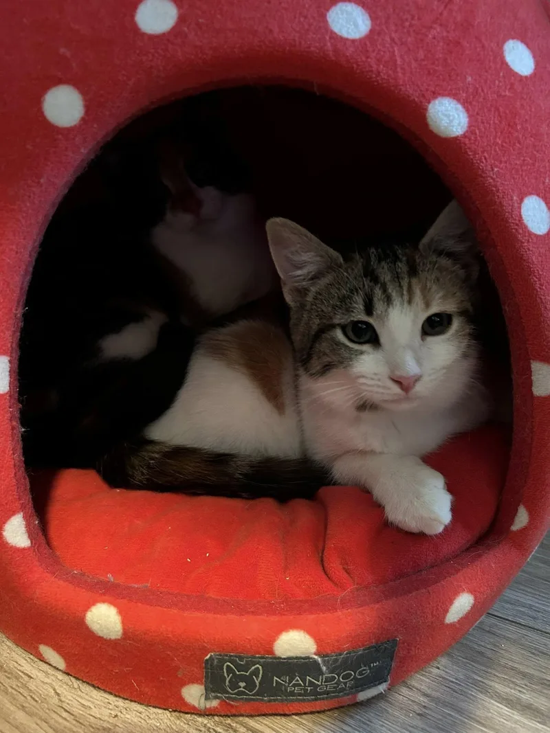 Ivie & Lucie thumbnail 4