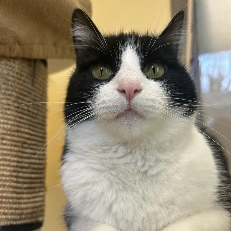 A senior large-sized female Black Domestic Short Hair cat named Cinderella Kat for adoption in Baltimore, MD
