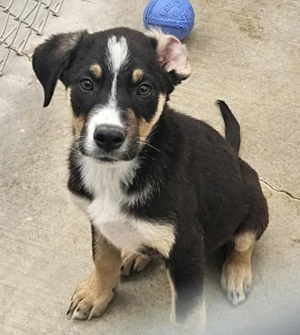 A young small-sized male Australian Shepherd dog named Paul for adoption in Edgewood, NM
