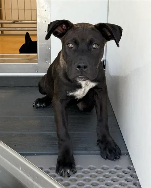 A baby medium-sized male Pit Bull Terrier dog named Brisket for adoption in San Bernardino, CA