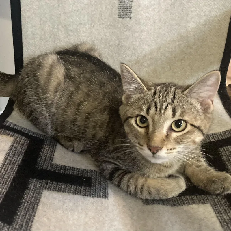 Lil' Tiger thumbnail 2