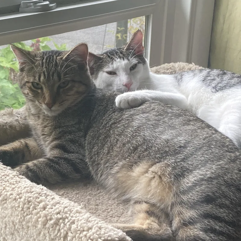 Lil' Tiger thumbnail 3