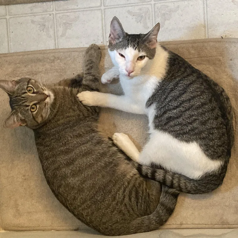 Lil' Tiger thumbnail 4