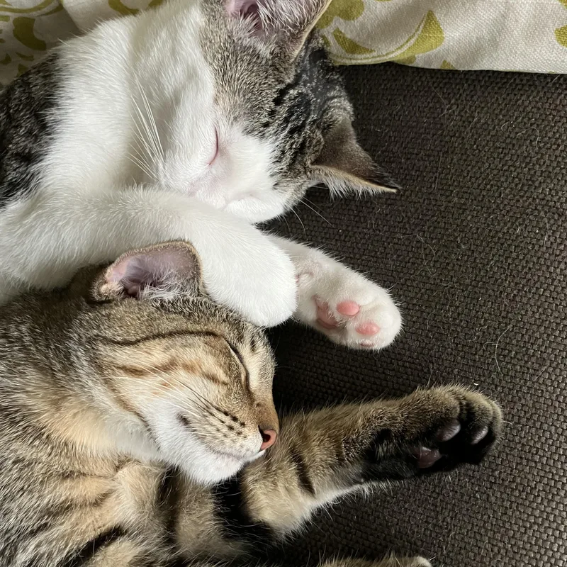 Lil' Tiger thumbnail 5