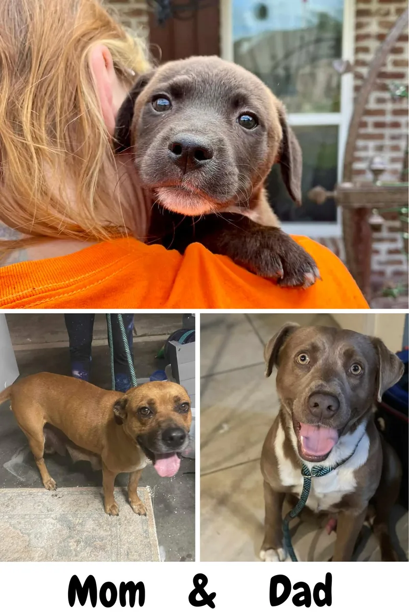 Rosalita thumbnail 2