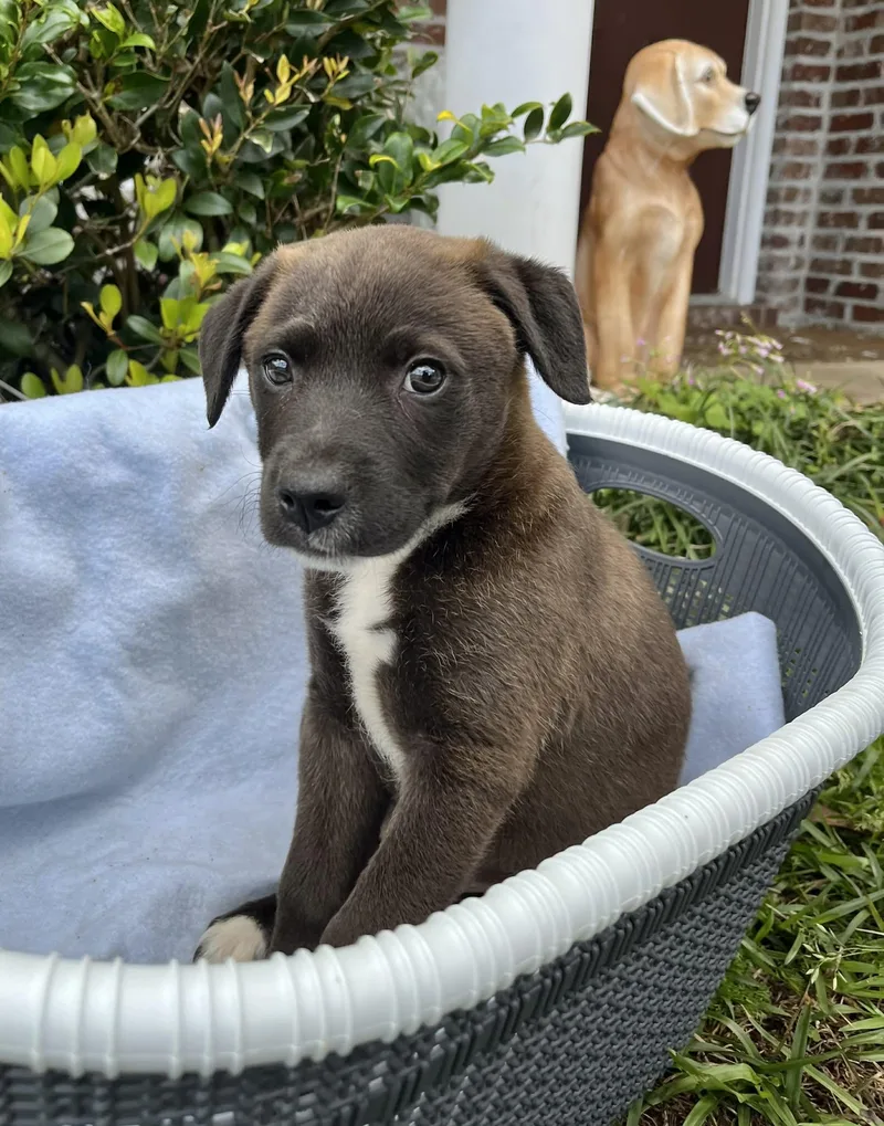 Rosalita thumbnail 3