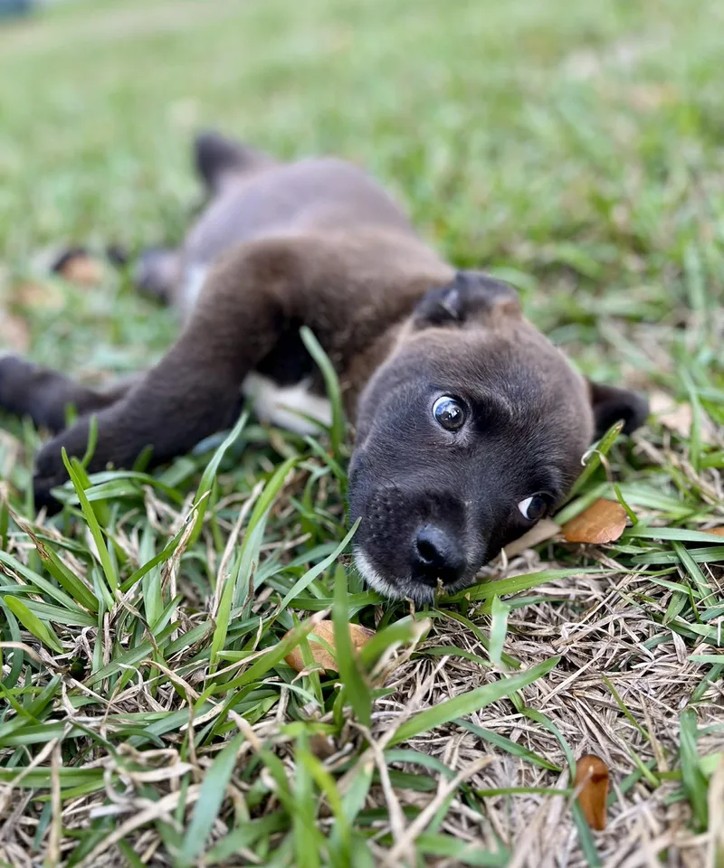 Rosalita thumbnail 4