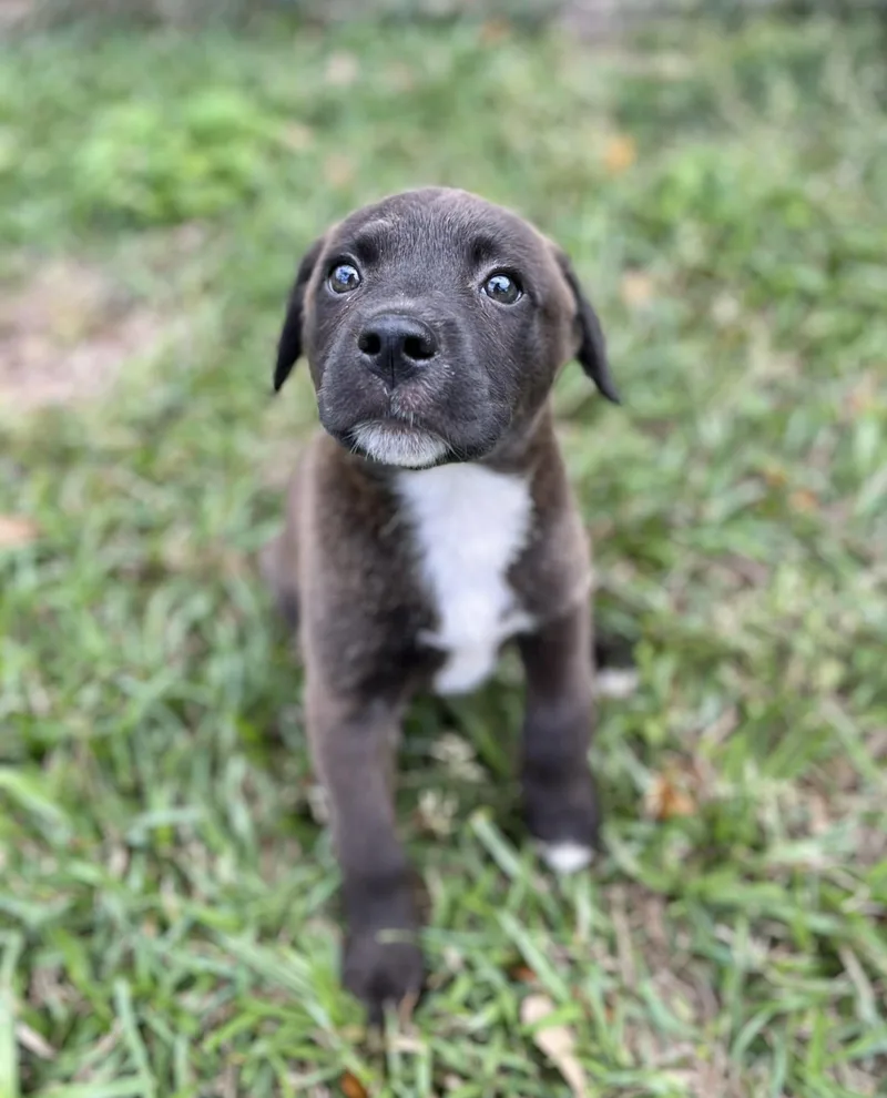 Rosalita thumbnail 5