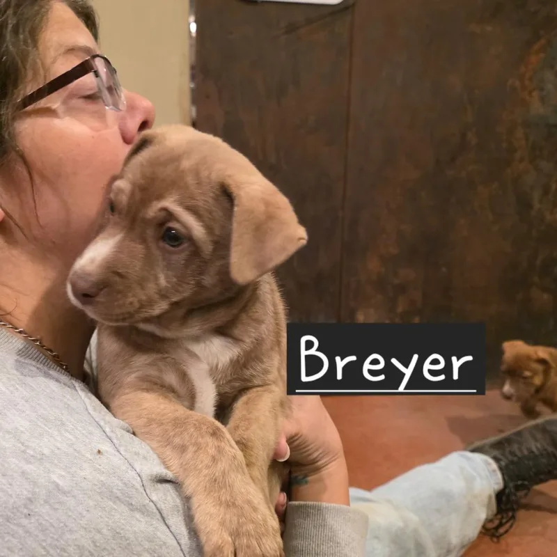 Breyer