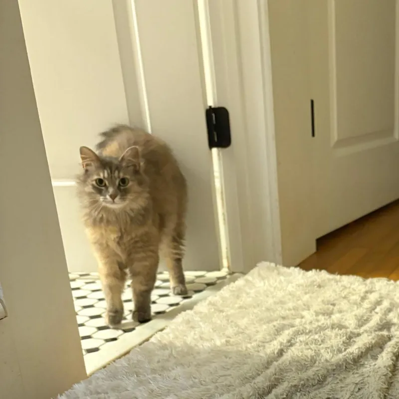 Duchess MuffinCloud