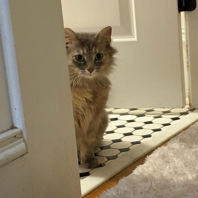 Duchess MuffinCloud thumbnail 2