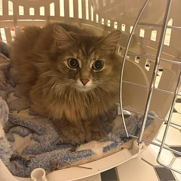 Duchess MuffinCloud thumbnail 3