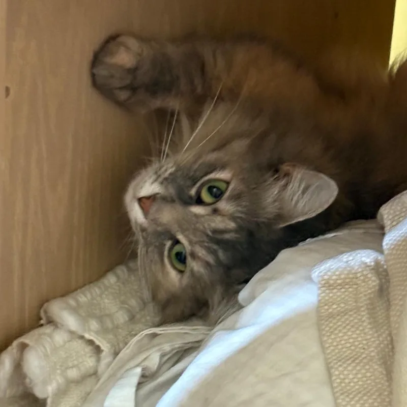 Duchess MuffinCloud thumbnail 4