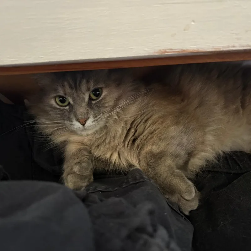 Duchess MuffinCloud thumbnail 5