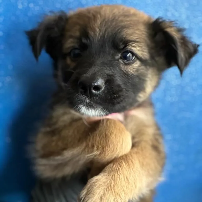 A baby medium-sized female Shepherd dog named Wippin for adoption in Point Richmond, CA