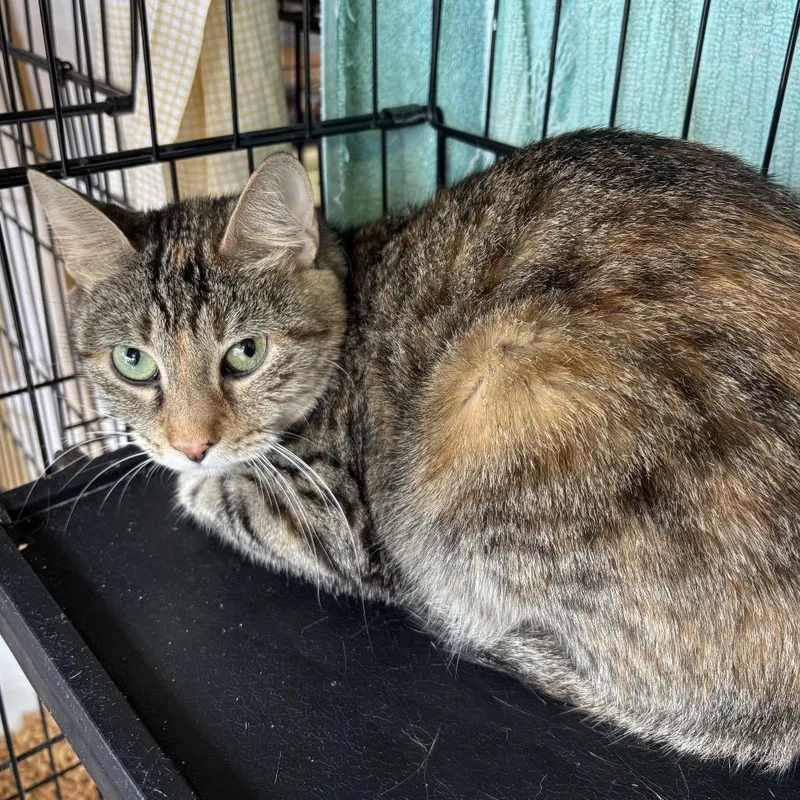 An adult small-sized female Torbie Domestic Short Hair cat named Monkey for adoption in Webster, TX