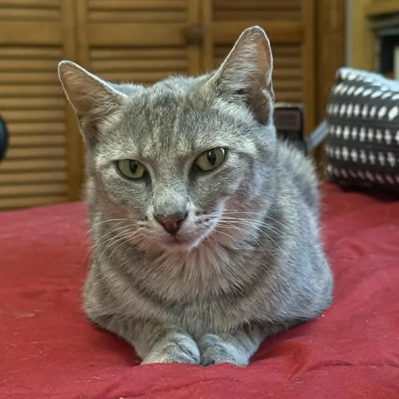 An adult small-sized female Gray / Blue / Silver Domestic Short Hair cat named Cricket for adoption in Lyndhurst, VA