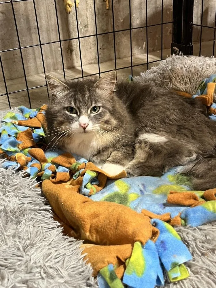 An adult large-sized male Gray & White Domestic Long Hair cat named Wasabi for adoption in Bolton, CT