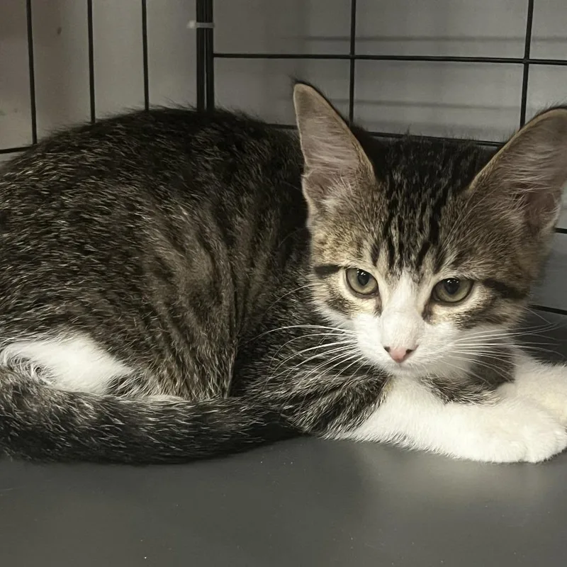 A baby small-sized male Domestic Short Hair cat named Luc for adoption in Shawnee, KS