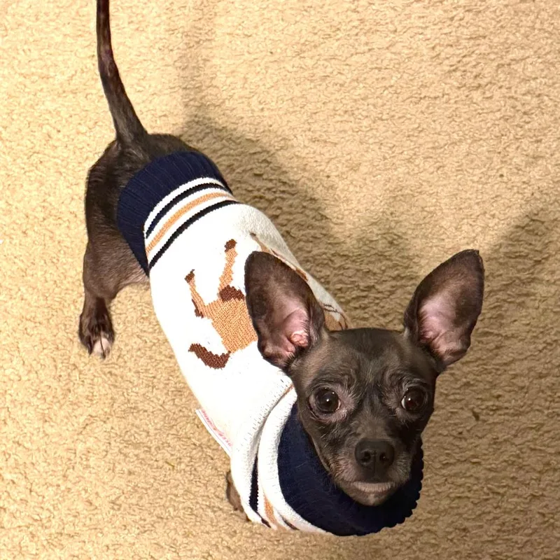 An adult small-sized male Chihuahua dog named Ludo for adoption in Durham, NC